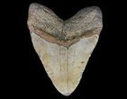 Huge, Megalodon Tooth - North Carolina #66098-1